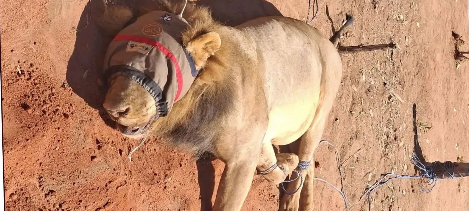 Leão cai em fossa na Reserva Nacional do Niassa e aguarda resgate