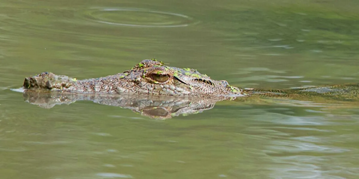 Nove vítimas de crocodilos assistidas em Mocuba este ano